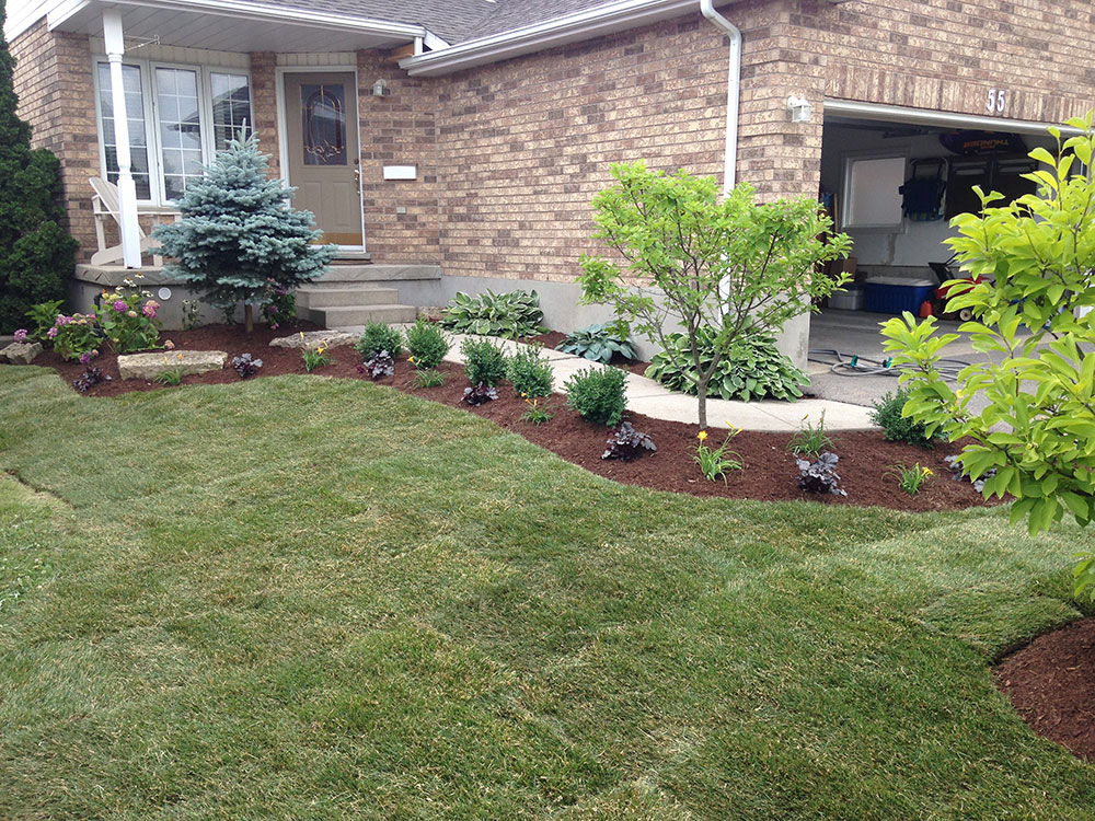Fresh sod installation across a Kitchener front yard