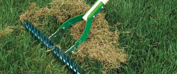 Dethatching a Kitchener Waterloo lawn