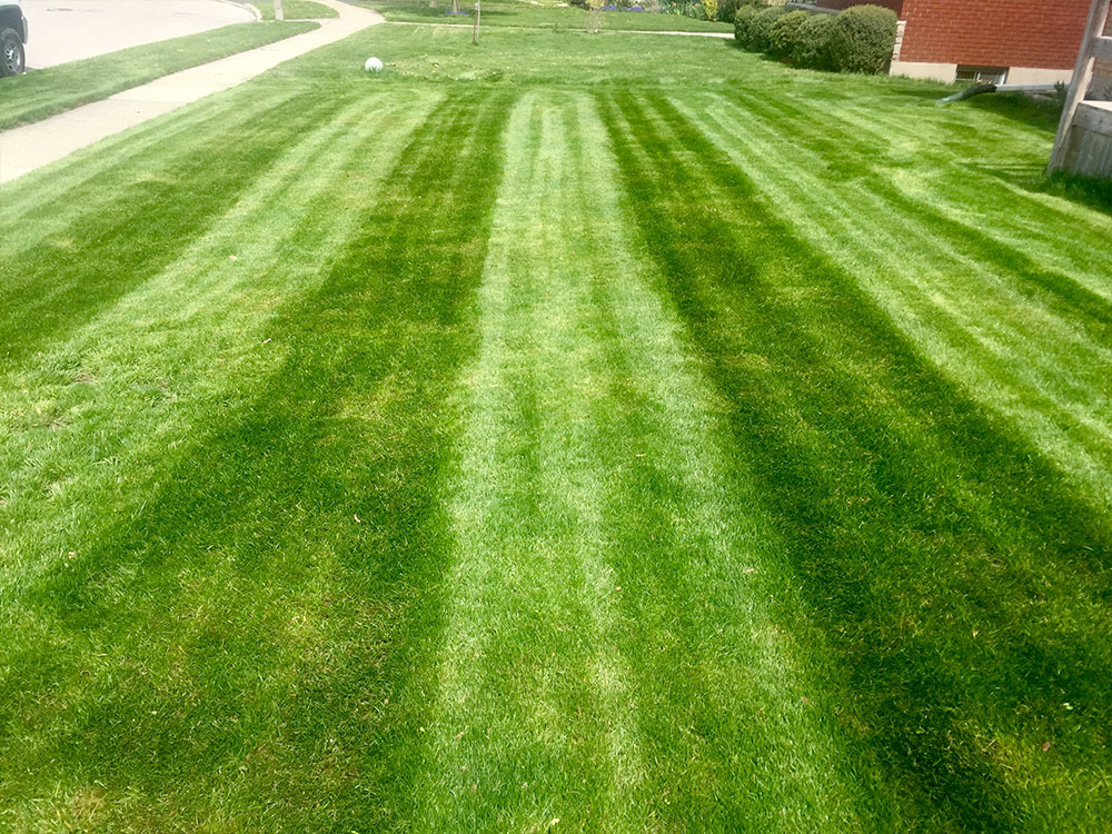 Tidy mowed residential lawn cut by Yard Worx in Waterloo