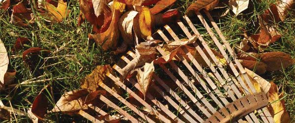 Fall leaf removal by Yard Worx