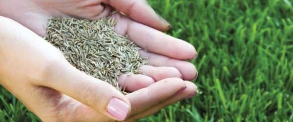 Overseeding service in Kitchener Waterloo